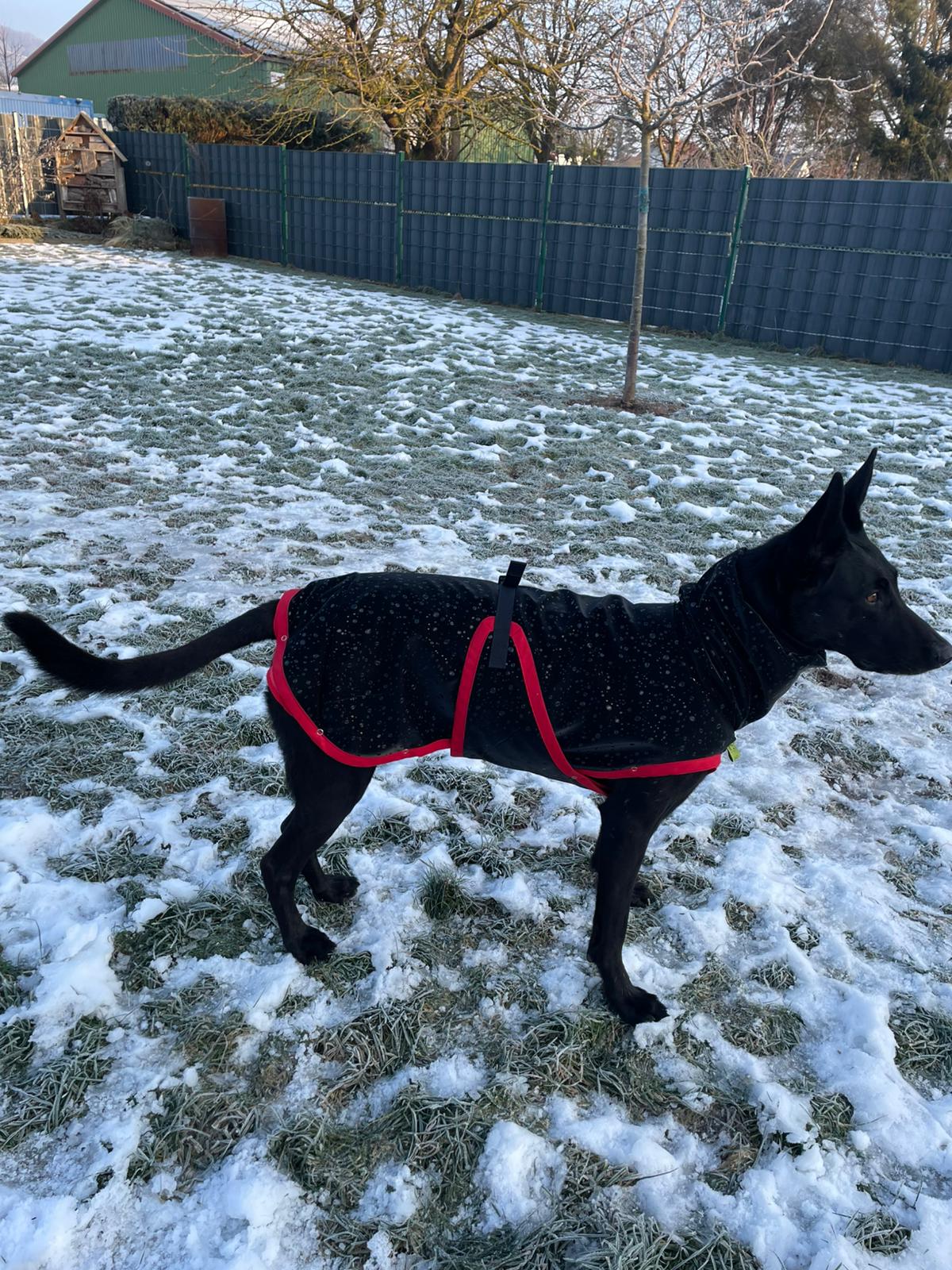 Hunderegenmantel Softshell schwarz gefüttert mit Minky Fleece für Hollandse Herderhond