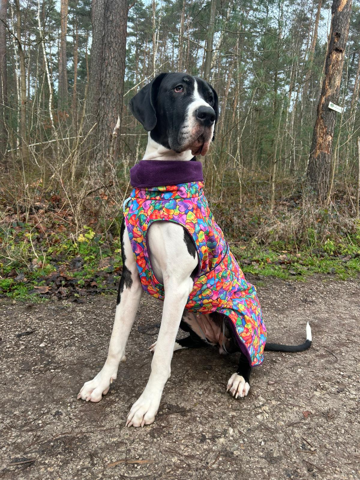 Deutsche Dogge mit Softshell-Wintermantel
