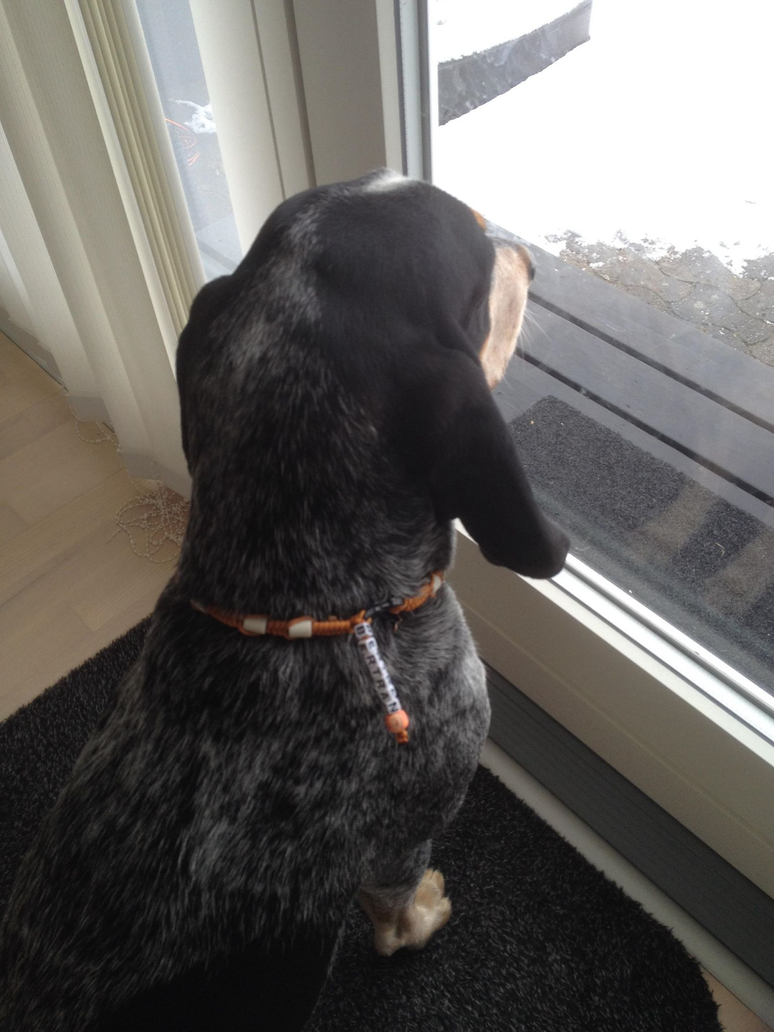 EM-Keramikhalsband mit Heilsteinen für Basset