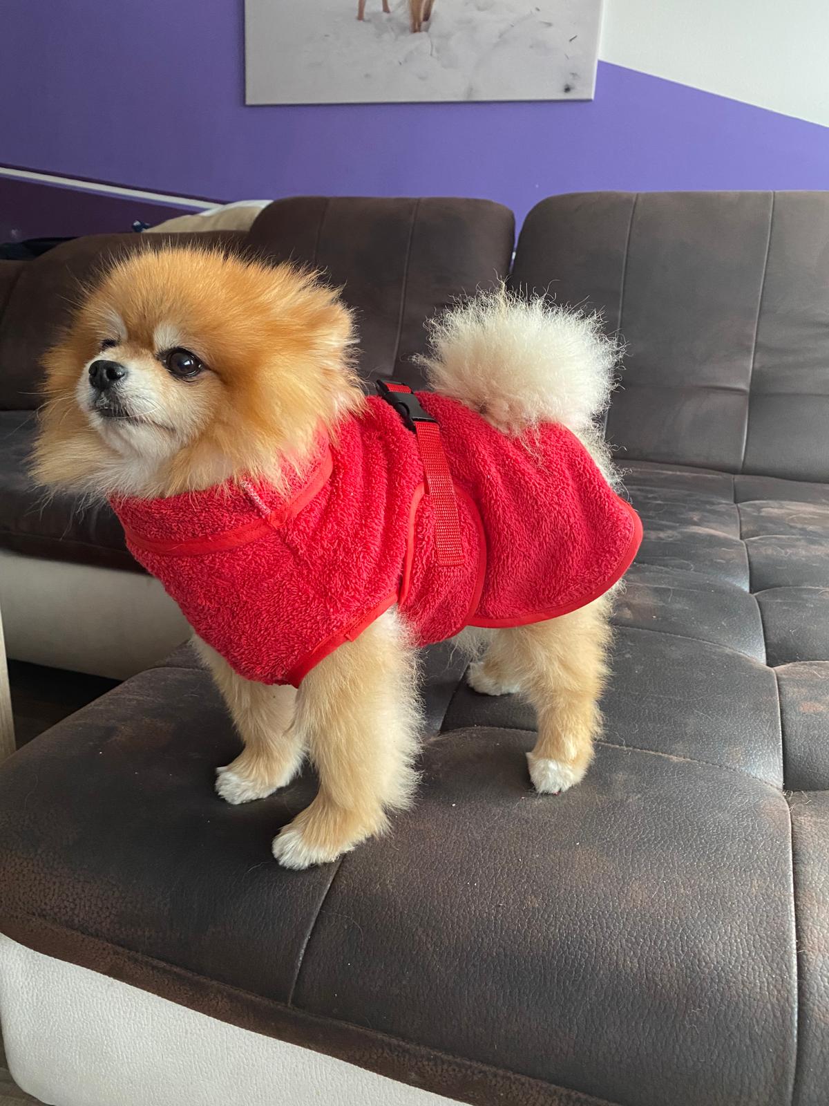 Hunde-Frotteebademantel rot für Pomeranian