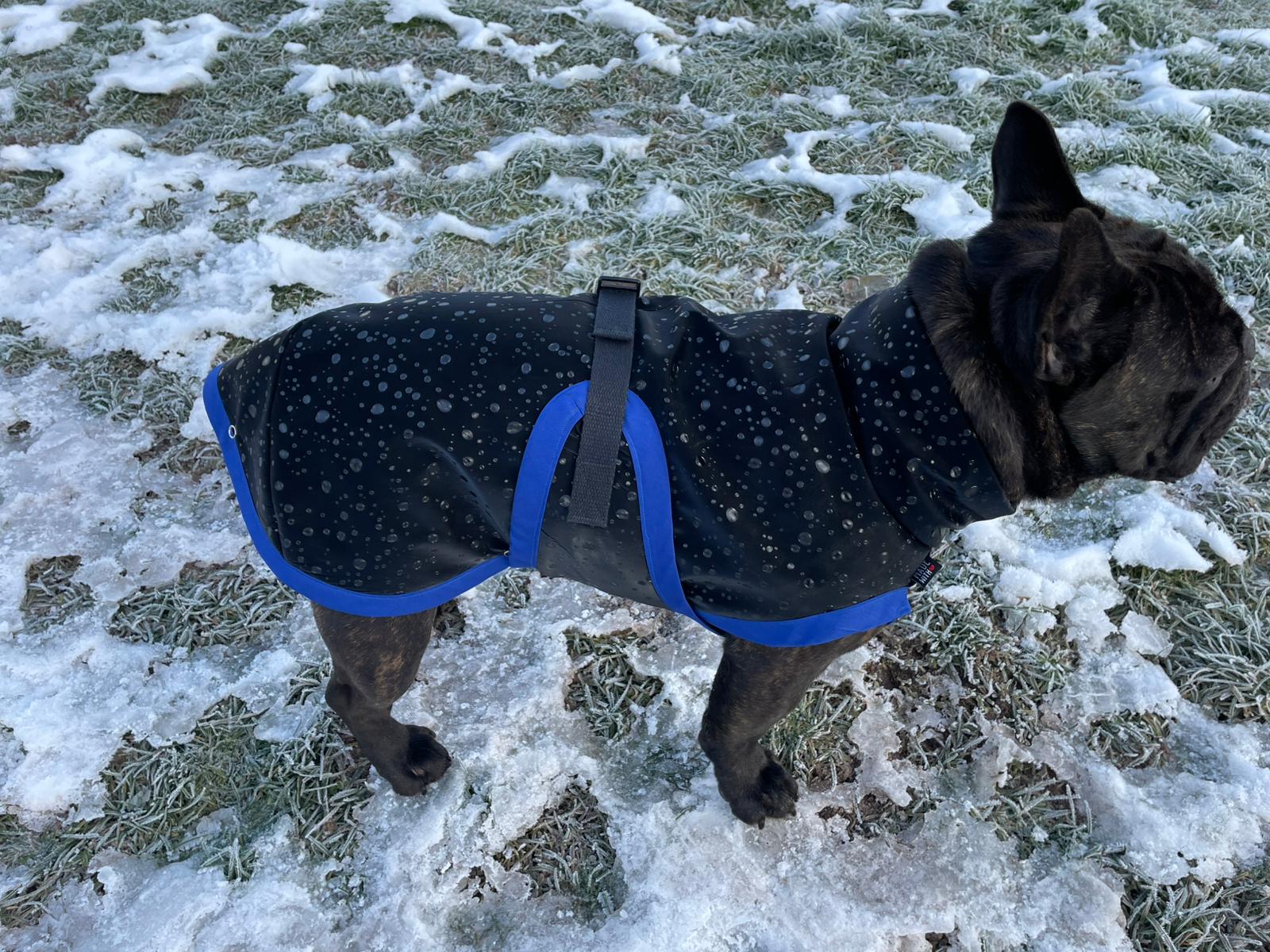 Hunderegenmantel Softshell schwarz ungefüttert für Französische Bulldogge