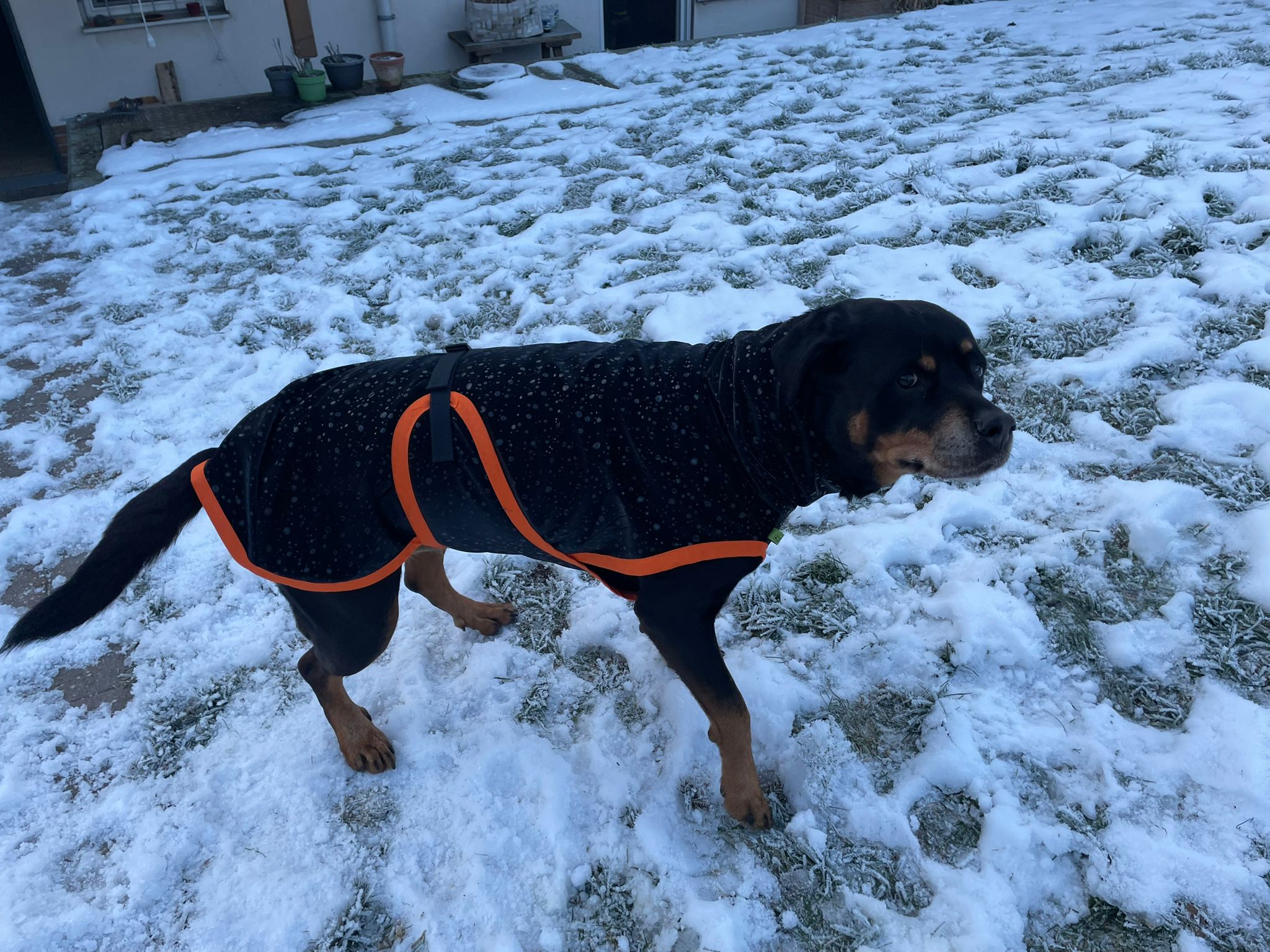 Hunderegenmantel Softshell schwarz ungefüttert für Rottweiler