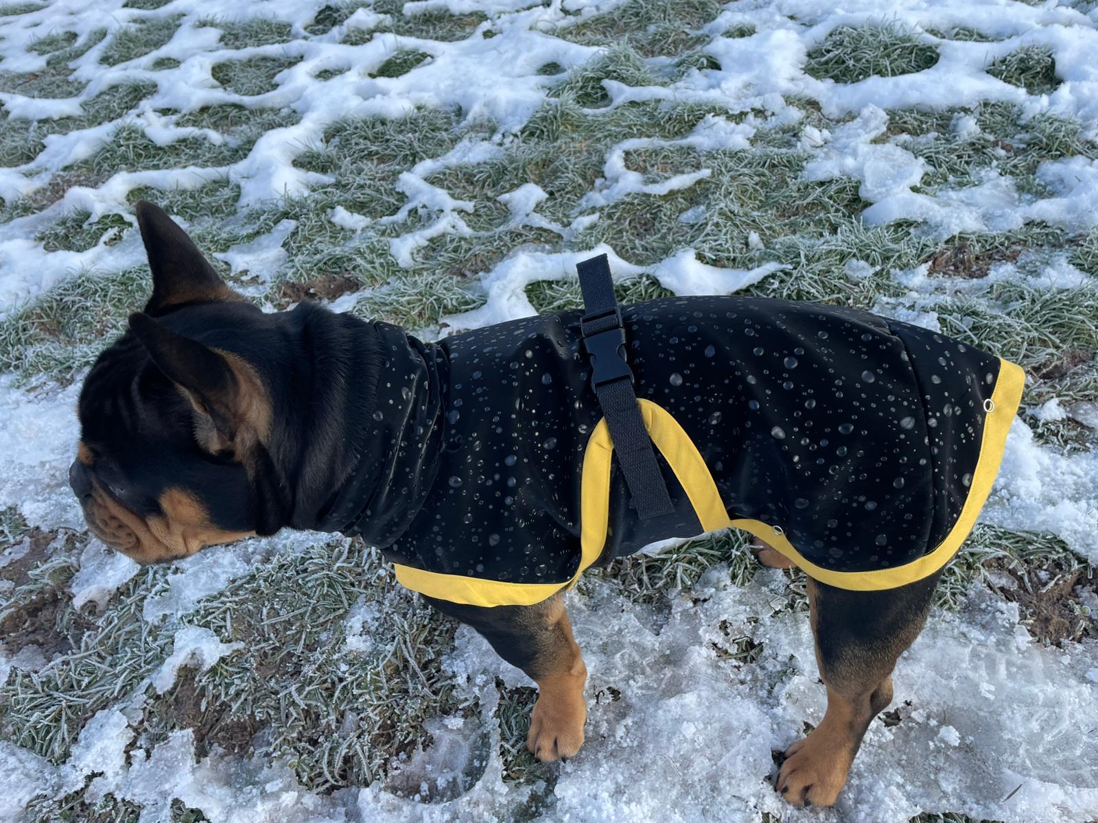 Hunderegenmantel Softshell schwarz ungefüttert für Französische Bulldogge