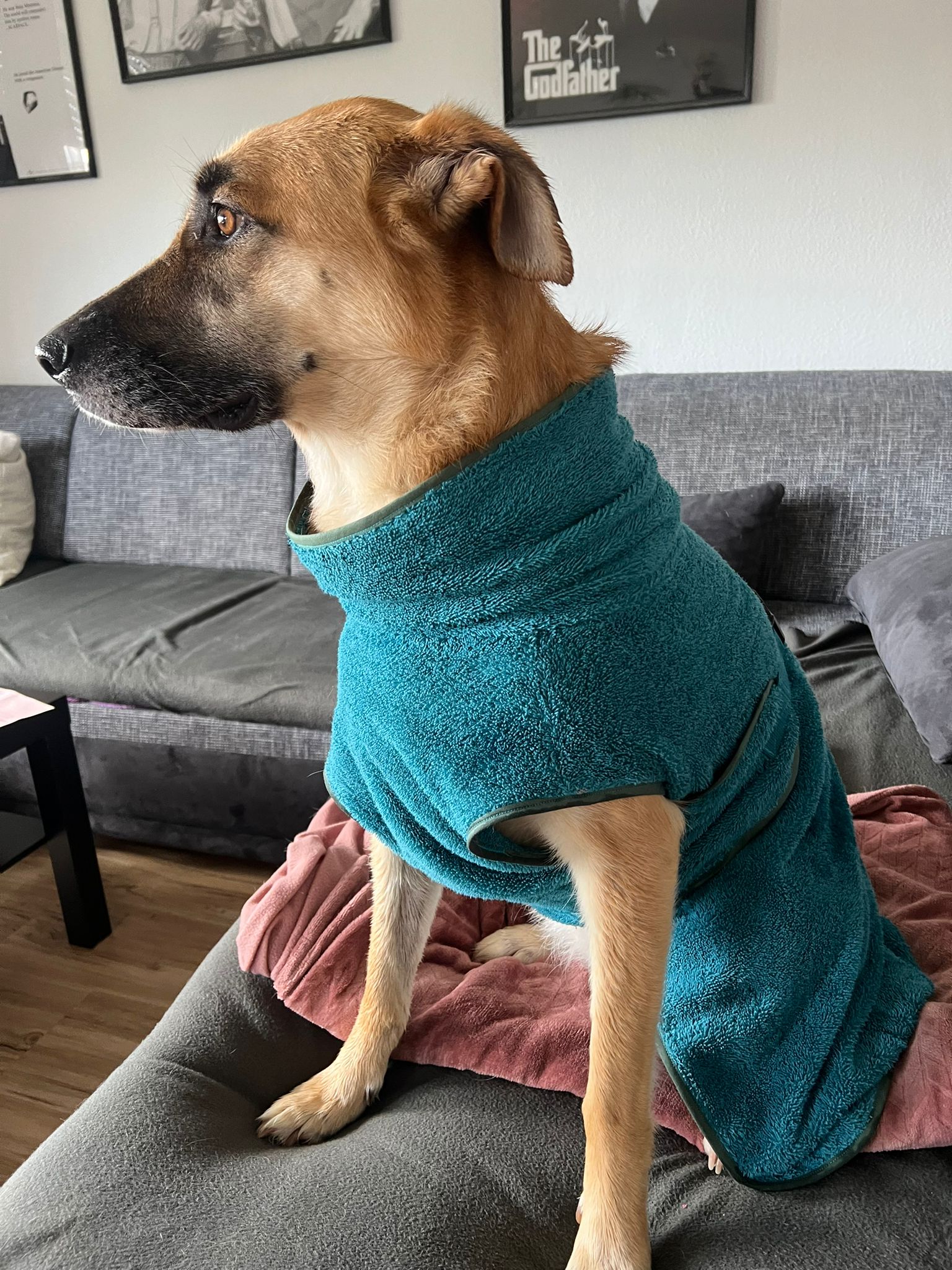 Hunde-Frotteebademantel petrol für Malinois