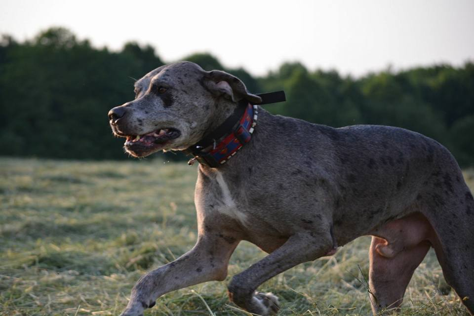 EM-Keramikhalsband mit Heilsteinen für Dogge
