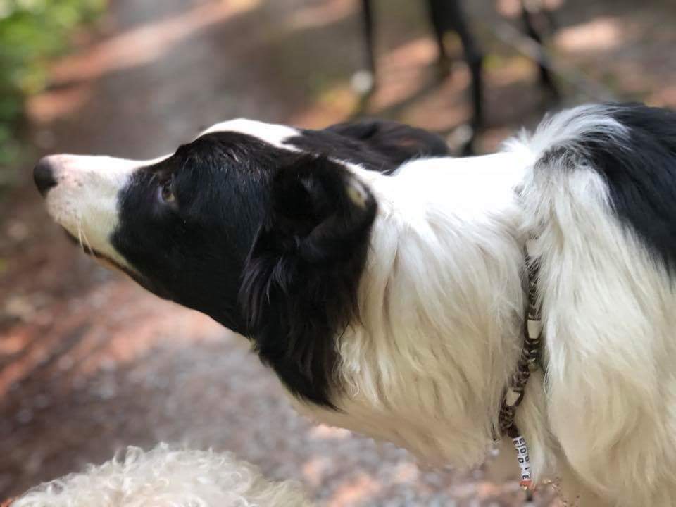 EM-Keramikhalsband mit Heilsteinen für Border Collie