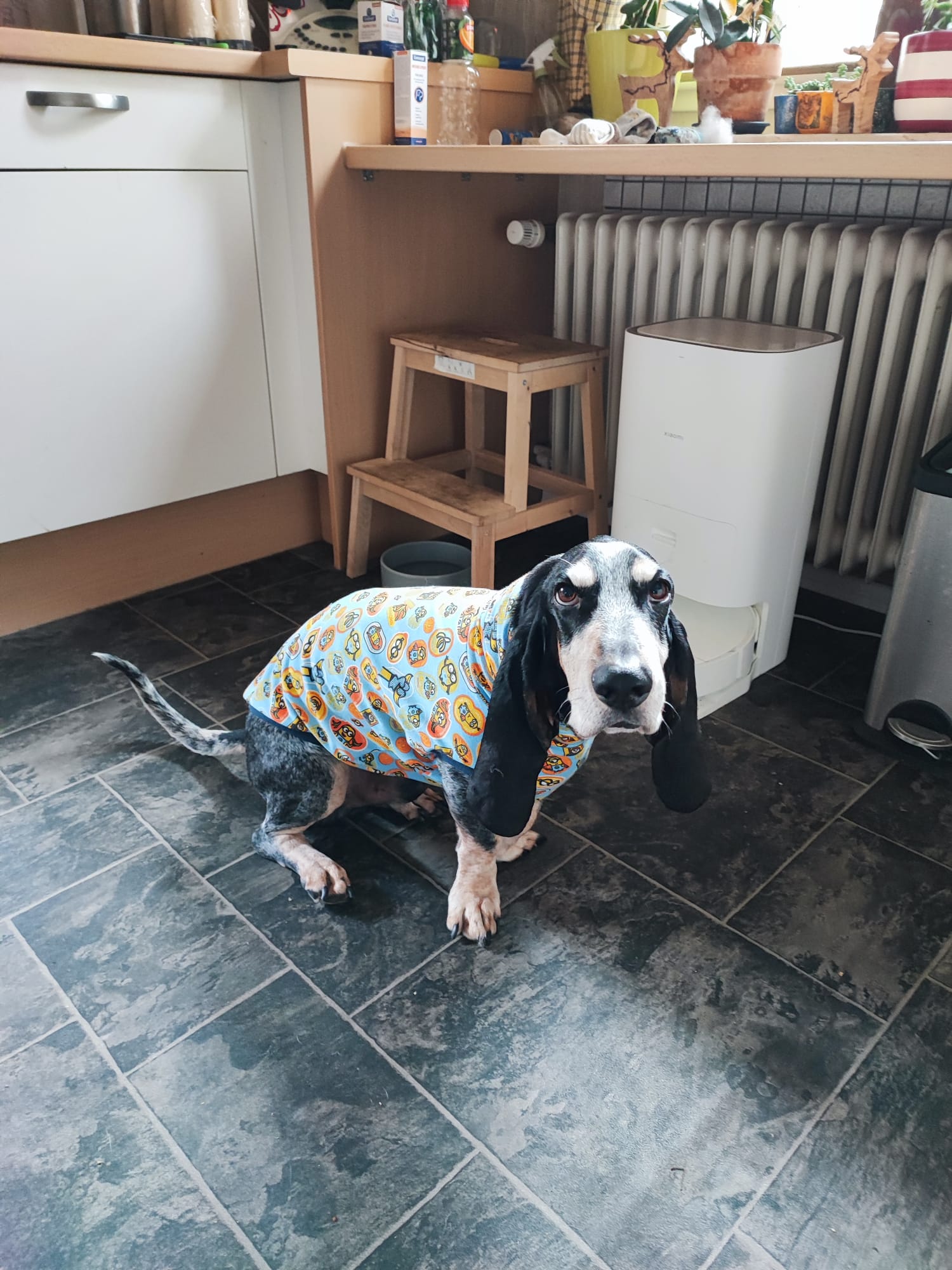 Schlafi Jersey für Basset