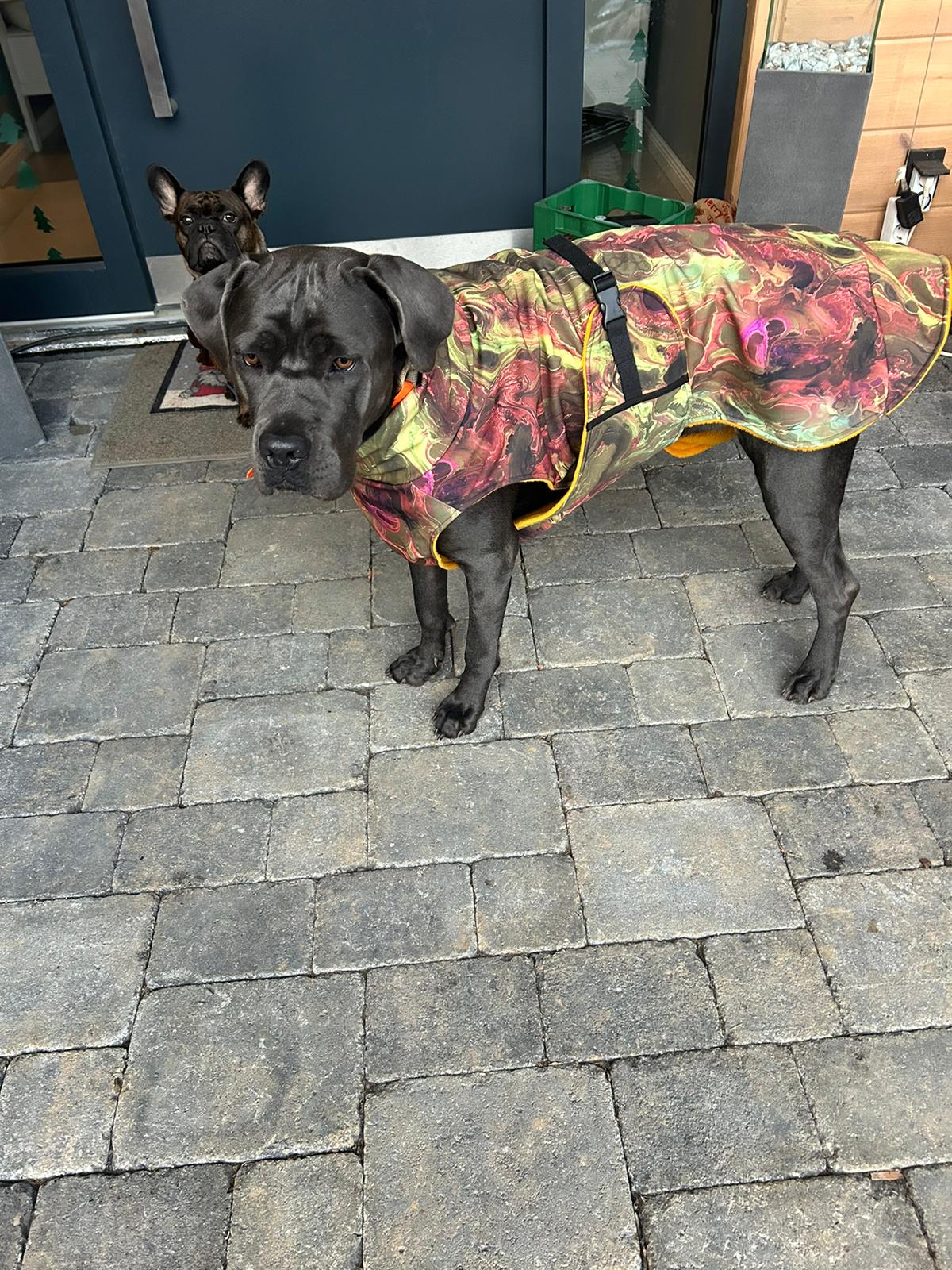 Cane Corso mit maßgeschneiderten Hunde-Softshellmantel