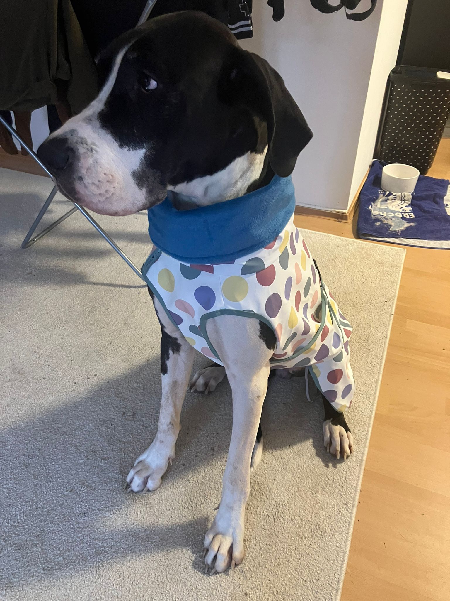 Hunderegenmantel Punkte pastell Aqua Protect ungefüttert für Deutsche Dogge