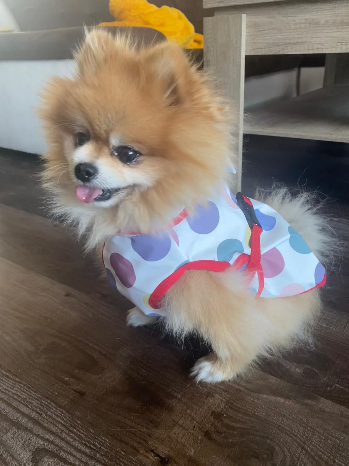 Hunderegenmantel Aqua Protect Punkte Pastell ungefüttert für Pomeranian