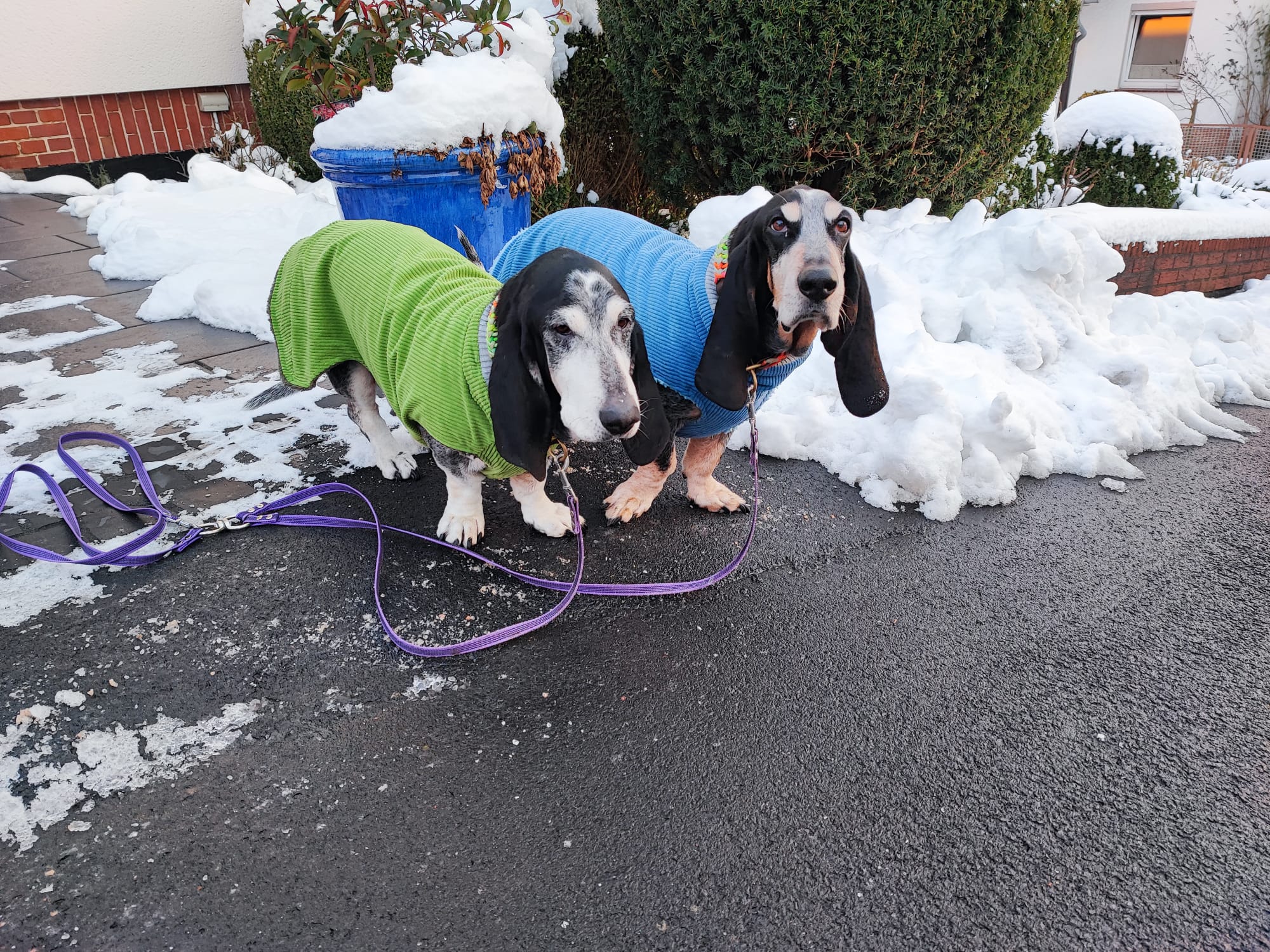 Basset Bleu de Gascogne mit handgefertigten gefütterten Cord-Mänteln