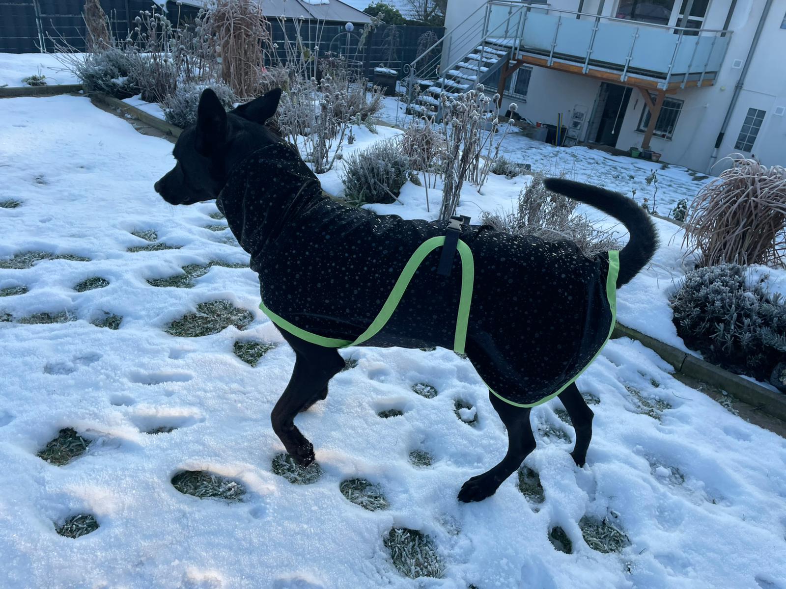 Hunderegenmantel Softshell schwarz ungefüttert für Hollandse Herderhond
