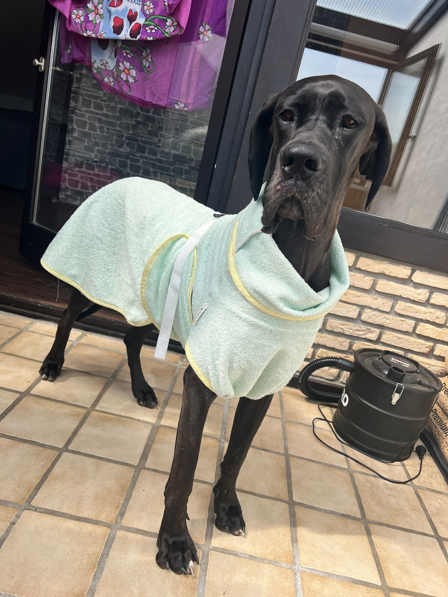 Hunde-Frottebademantel mint für Deutsche Dogge