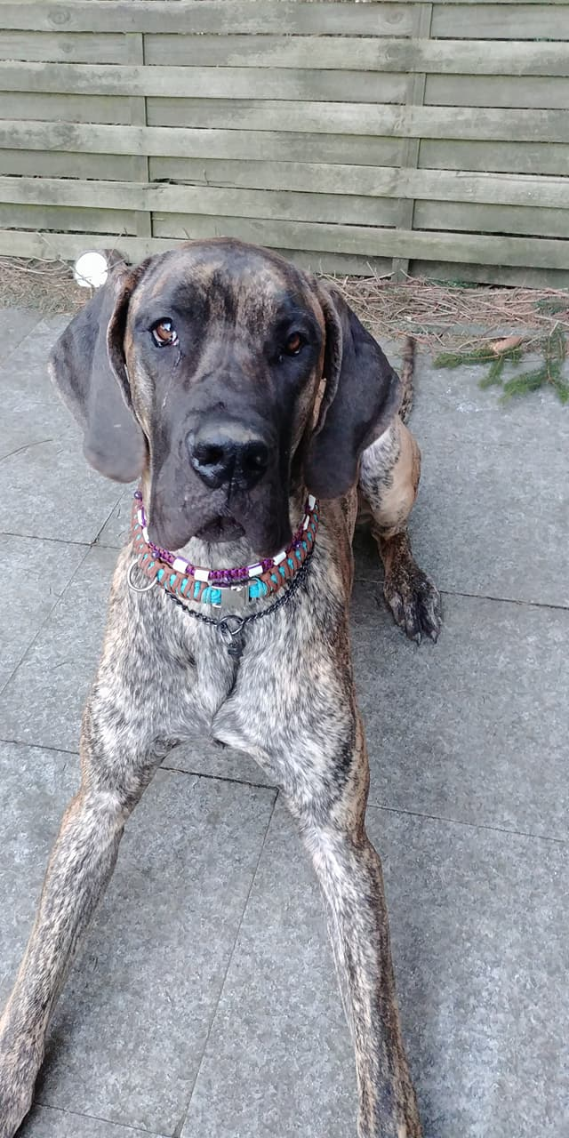 EM-Keramikhalsband mit Heilsteinen für Deutsche Dogge