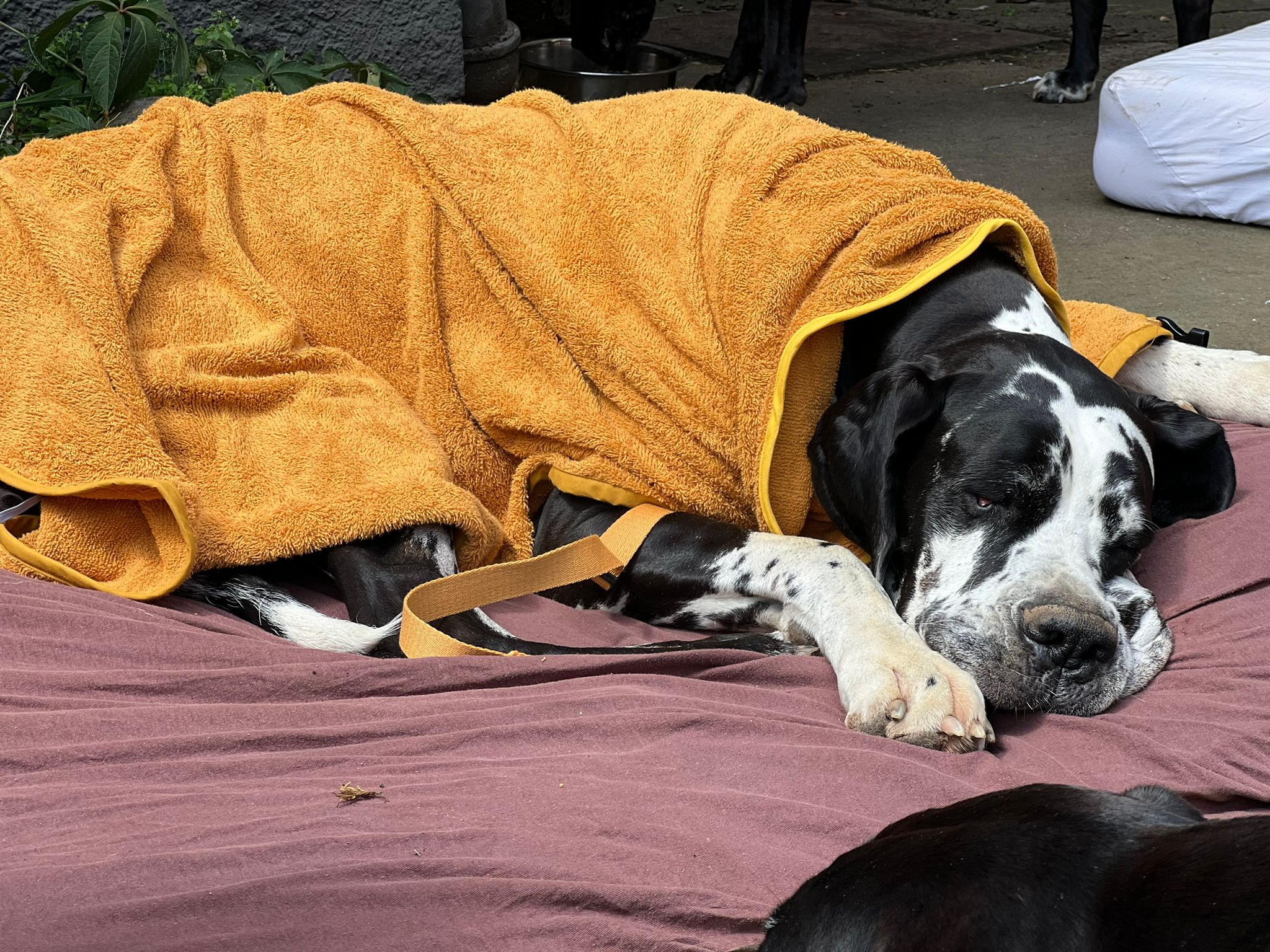 Hunde-Frottebademantel senf für Deutsche Dogge