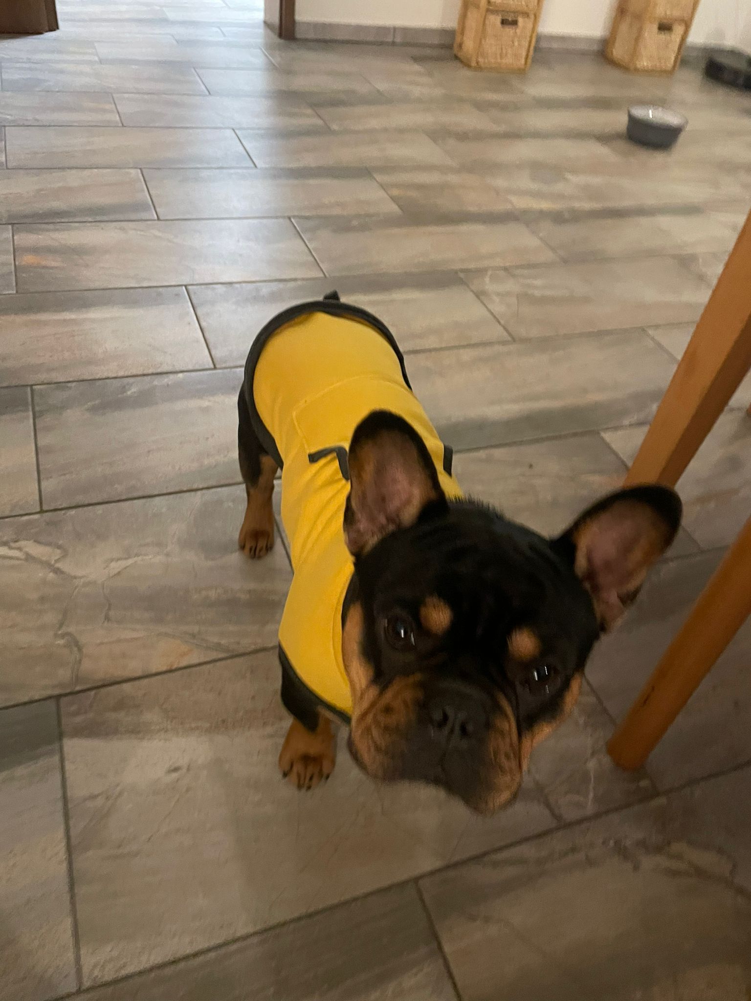 Bullipulli Wintersweat für Französische Bulldogge