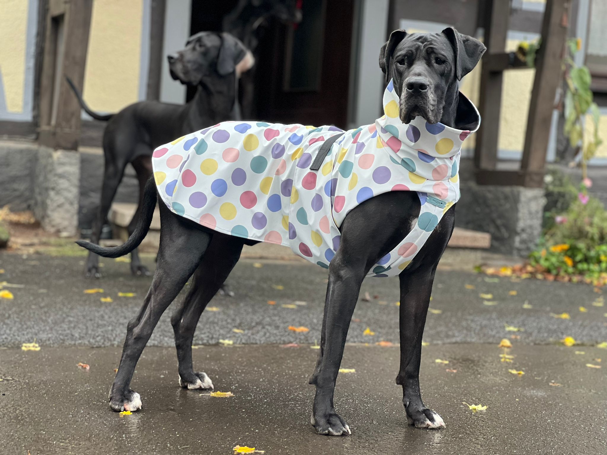 Hunderegenmantel Punkte pastell Aqua Protect gefüttert mit Jersey für Deutsche Dogge
