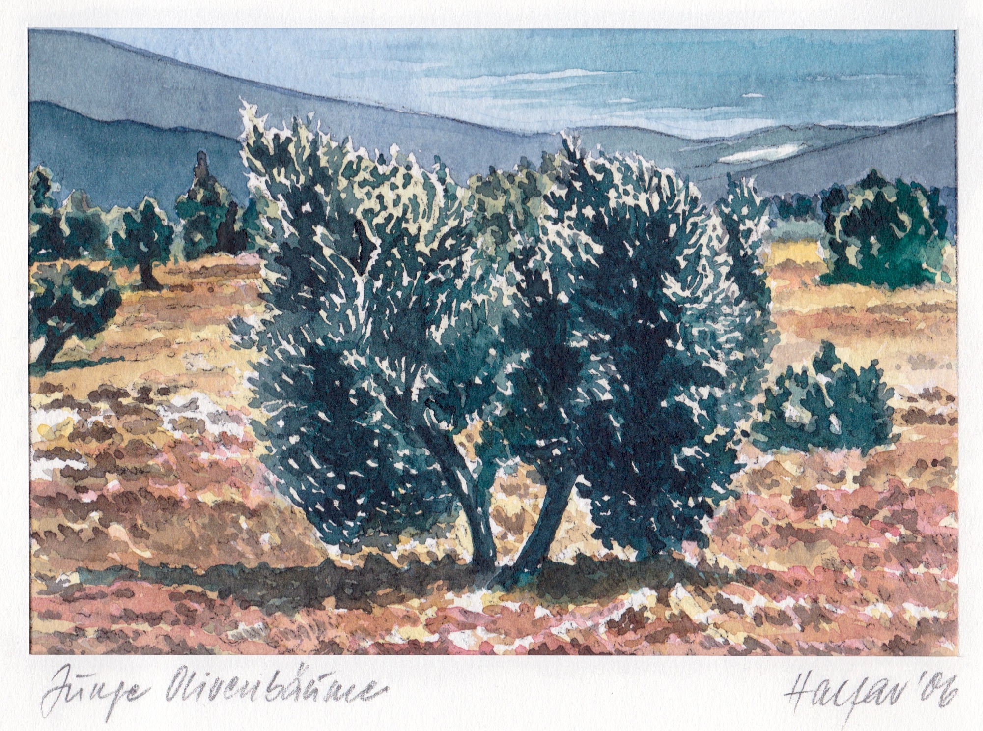 ' Junge Olivenbäume ' Aquarell/Pittstift, 17,5 x 22 cm, 2006, verkauft