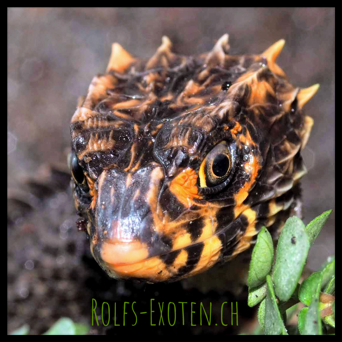 Tribolonotus gracilis - rolfs-exoten