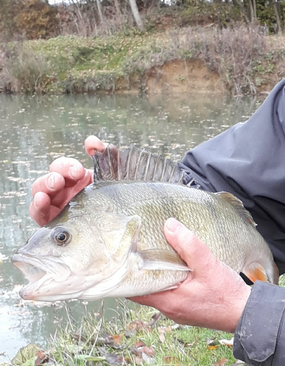 Perch