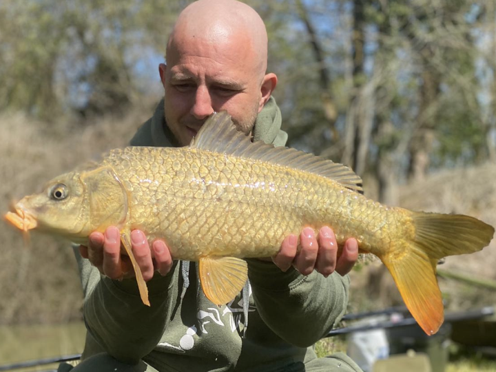 Ghost Carp