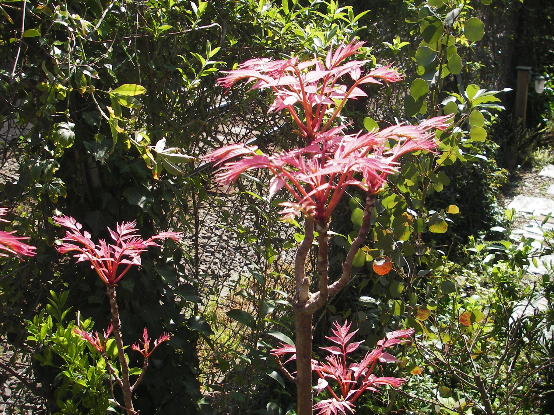 チャンチン フラミンゴ 大