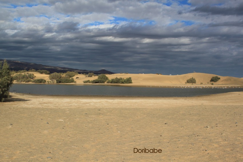 Lagunensee - Charca de Maspalomas