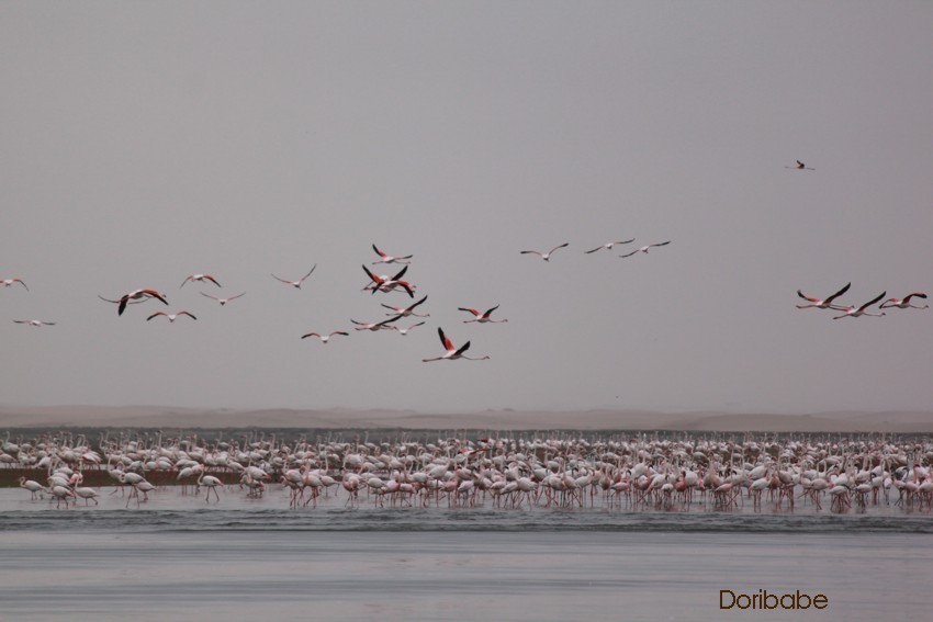 Flamingo Kolonie