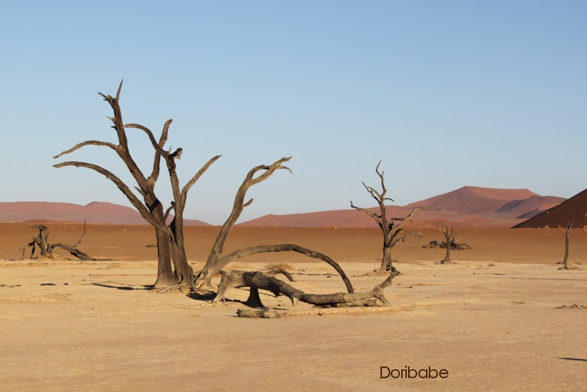 abgestorbener Baum im Deadvlei