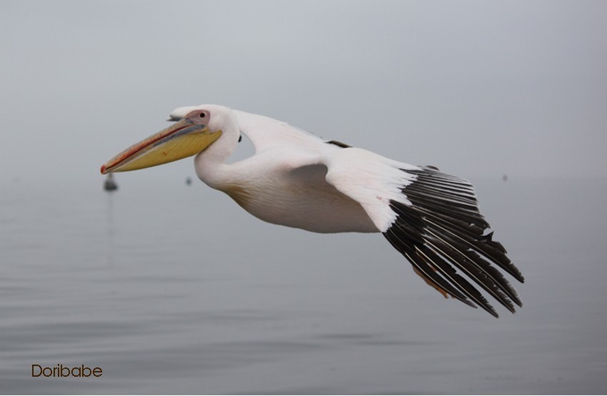 Pelikan in der Walvis Bay