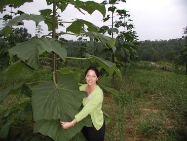 World Tree Technologies Radio Broadcast Pic of Empress Spendor Tree Leaves