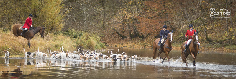 RossFoto Dana Krimmling; Schleppjagd Deutscher Kavallerieverband; Sigmaringen 2015; Pferdefotografie; Fotografie; Wanderreiten; Freizeitreiten; Jagdreiten; Kavallerie; Kavalleriereiten; Schleppjagd; Jagdhunde; Hundemeute; Meute; Jagd; Herbstjagd; Deutsche
