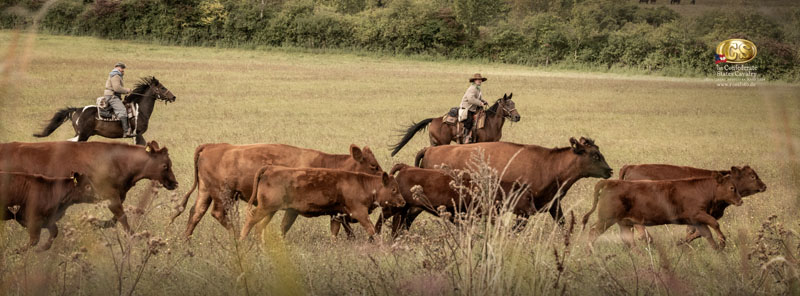 RossFoto Dana Krimmling, Reenactment Great Beefsteak Raid, Deutscher Kavallerieverband, Pferdefotografie, US CS Cavalry, 