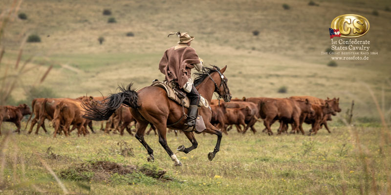 RossFoto Dana Krimmling, Reenactment Great Beefsteak Raid, Deutscher Kavallerieverband, Pferdefotografie, US CS Cavalry, 