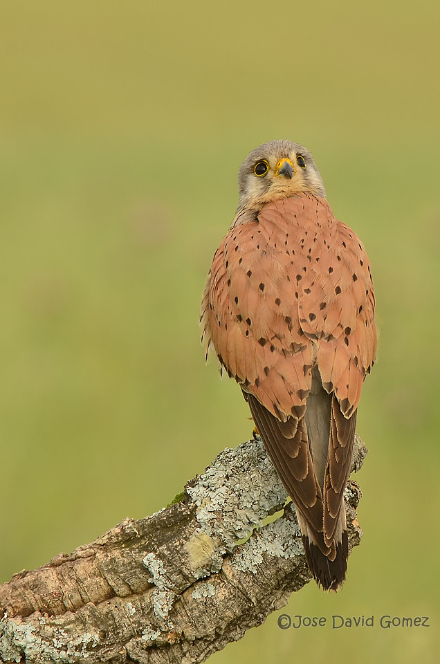 Big Kestrel from hide