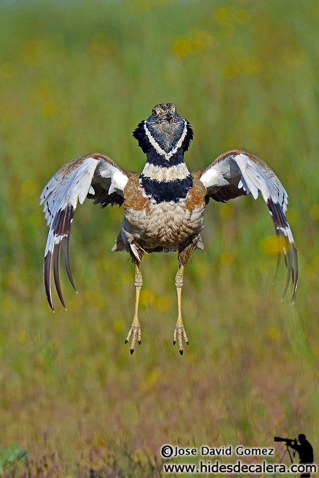 Little bustards jumping