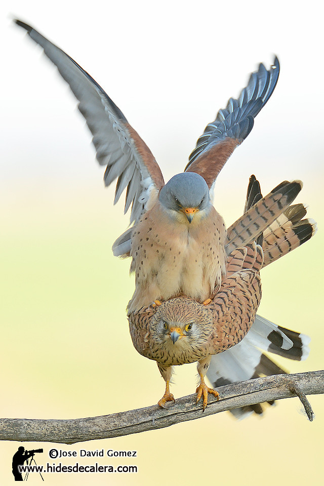 Lesser kestel in mating