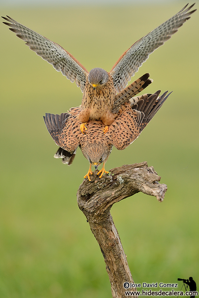 Kestrel in mating