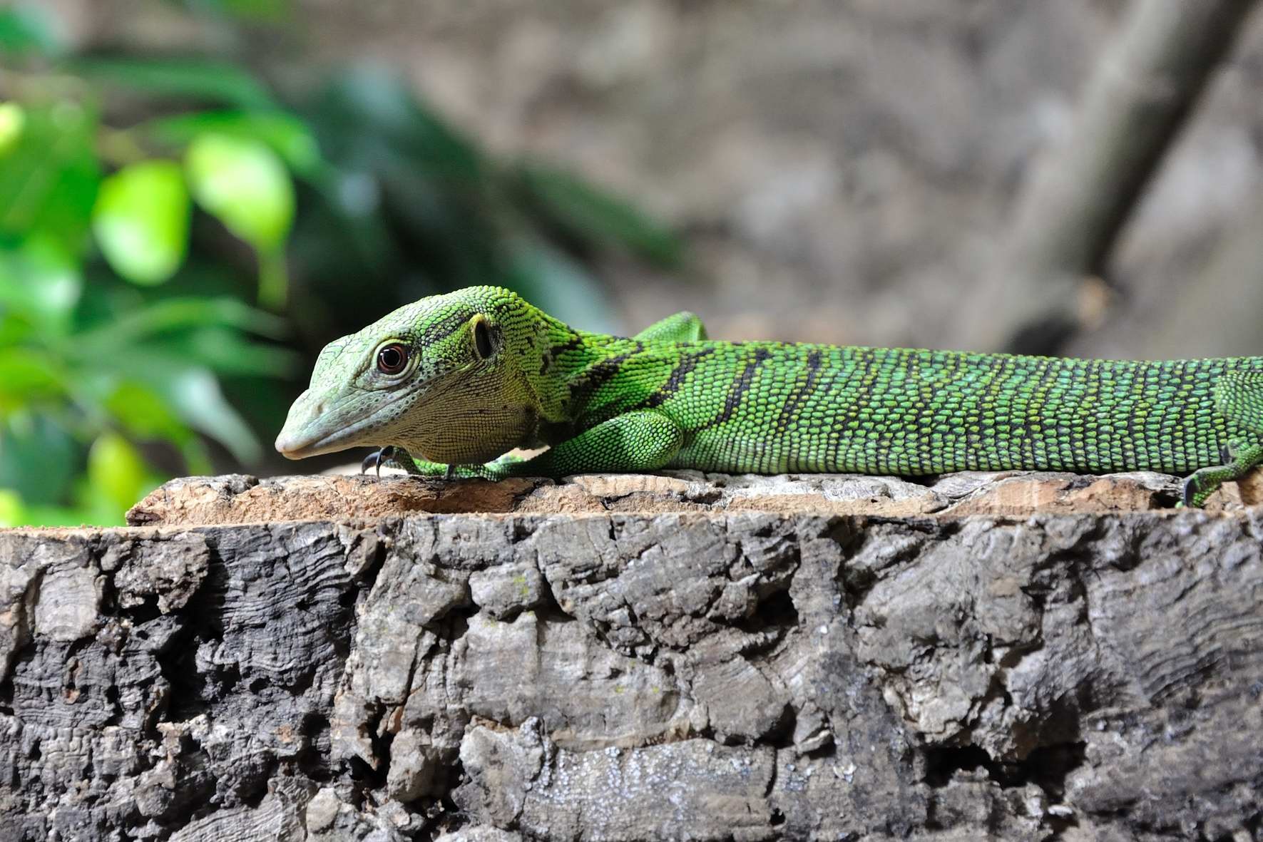 Varanus prasinus Smaragdwaran reptilienstockstadts Webseite!