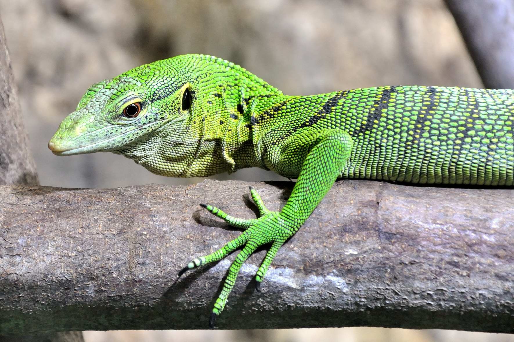 Varanus prasinus Smaragdwaran reptilienstockstadts Webseite!