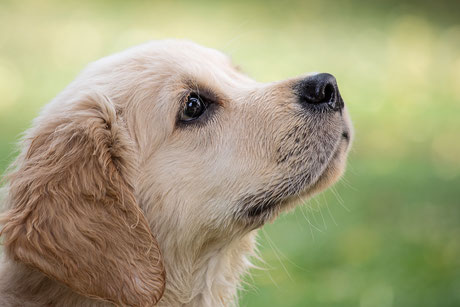süsses Goldie Welpengesicht