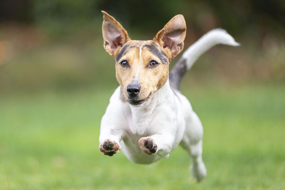 laufender Hund mit fliegenden Ohren