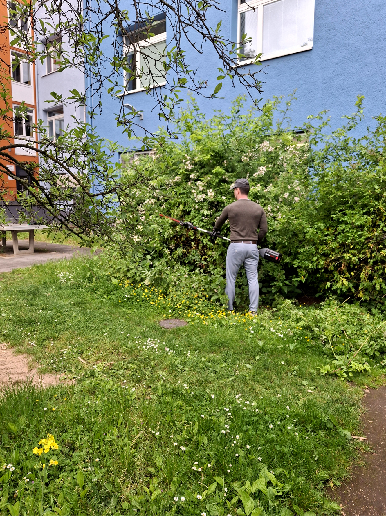 Heckenschneiden