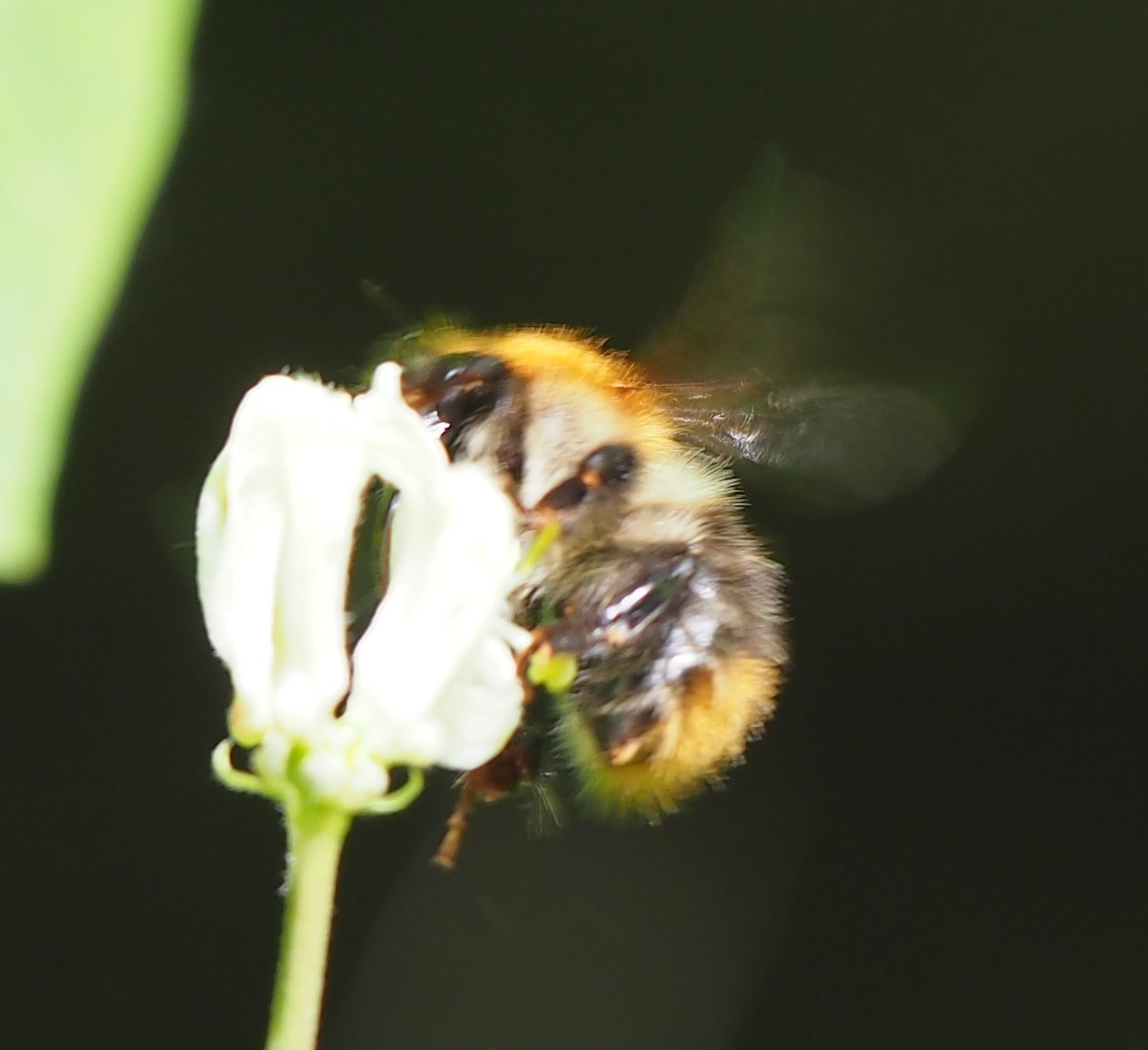 20. Mai 2026 ~ Weltbienentag