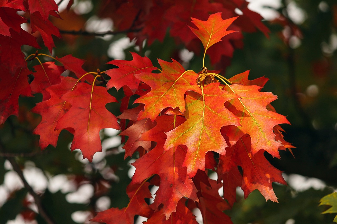 Herbststimmung