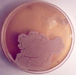 Bakterienrasen in Petrischale
