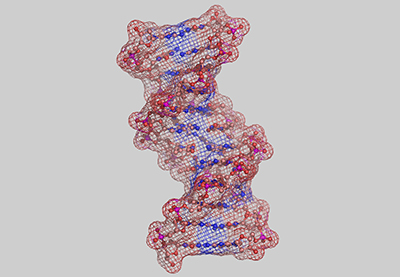 Desoxiribonukleinsäure DNA Erbsubstanz