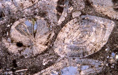 Fossilien unter dem Mikroskop