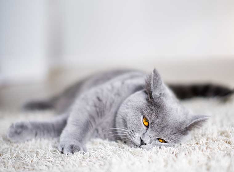 Die Britisch Kurzhaar Katze Bkh Brieselanger Licht Webseite
