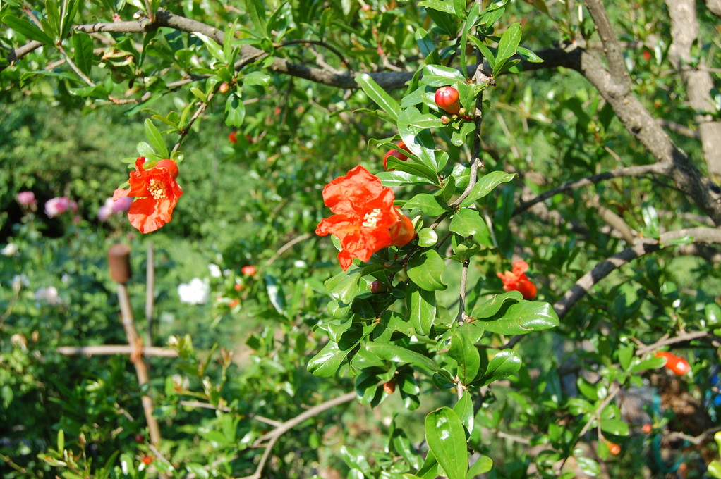 POMEGRANATES